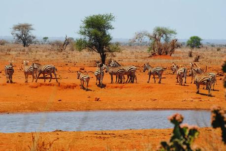 Kenya Yetu! Prima volta in Africa. Watamu, Malindi, Mombasa. Safari Tsavo Est, Ngutuni santuary.