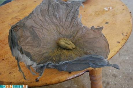 Cannabis - Chefchaouen, Marocco