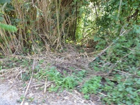 Ma quale sindaco ciclista!? Le ciclabili sono luoghi semplicemente horror, anche complicati da raccontare per come sono ridotti. Ecco tante foto da Montesacro Ma quale sindaco ciclista!? Le ciclabili sono luoghi semplicemente horror, anche complicati da raccontare per come sono ridotti. Ecco tante foto da Montesacro