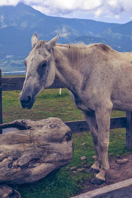 CON ME ALLA SCOPERTA DEL TRENTINO [ PICCOLE GUIDE IN FOTOGRAFIE ®]