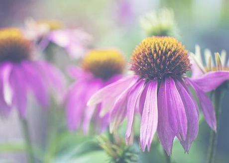 Echinacea come e perché funziona e le sue controindicazioni.