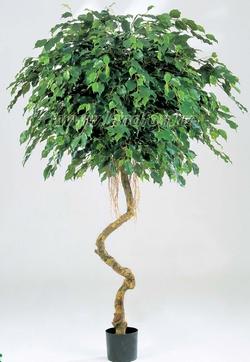 Ficus Benjiamina