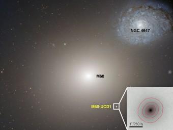 In questa immagine Hubble Space Telescope si scorge la galassia nana ultracompatta M60-UCD1, nella quale è stato trovato un buco nero di dimensioni decisamente atipiche per una galassia così piccola. Probabilmente M60-UCD1 era una galassia molto più grande, i cui strati esterni sono stati risucchiati, qualche miliardo di anni fa, dalla gravità di M60. Crediti: NASA, STSI, ESA
