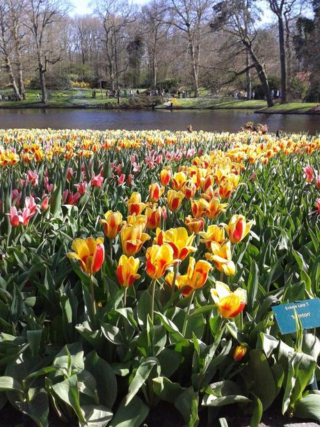 tulipani a keukenhof