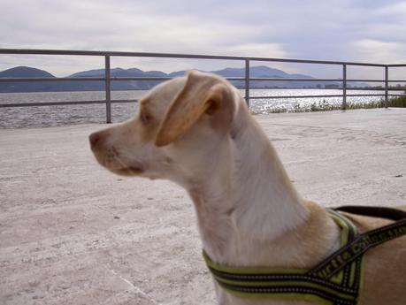 Torre del Lago Puccini- una mattina fuori dal tempo Torre del Lago Puccini- una mattina fuori dal tempo