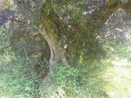 L'agricoltore sostiene che gli olivi della foto erano stati dichiarati irrecuperabili. Pare che invece si siano ripresi.