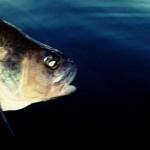 Torta, caffé e Persico Reale persico reale guarda il lago