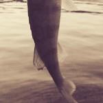 Torta, caffé e Persico Reale poesia del persico sul lago