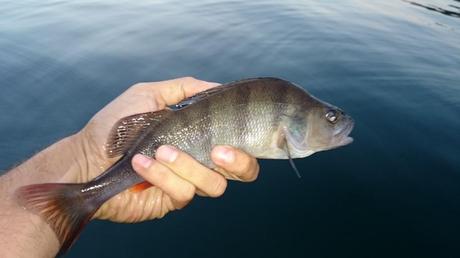 Torta, caffé e Persico Reale persico reale