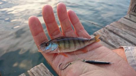 Torta, caffé e Persico Reale light jigging persico reale