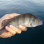 Torta, caffé e Persico Reale persico reale