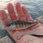 Torta, caffé e Persico Reale light jigging persico reale