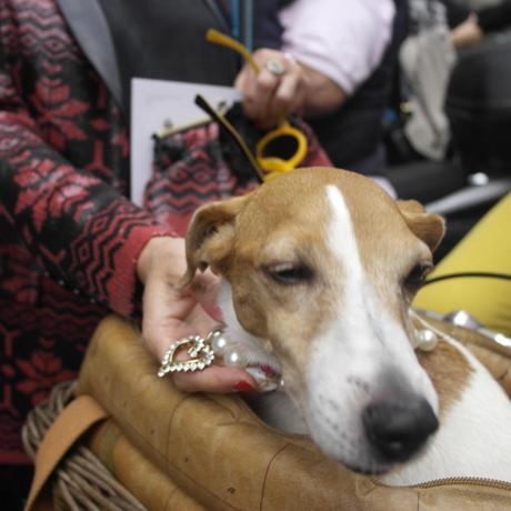 LA GIACCA BRILLANTE E LA BORSA DI MARIAGRAZIA PANIZZI SAMSUNG CSC