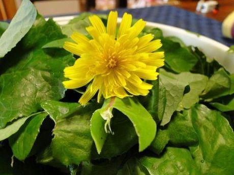 Cocotte al tarassaco Cocotte al tarassaco