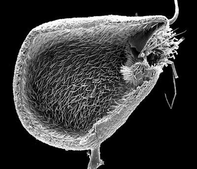 Centinaia di volte più veloci di un battito di ciglia Centinaia di volte più veloci di un battito di ciglia