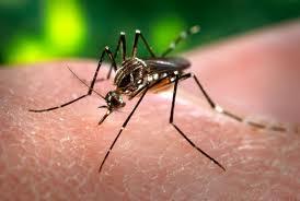 Dengue: Mombaça ha raggiunto limiti preoccupanti