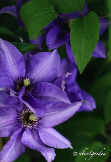 Clematis 'The president'