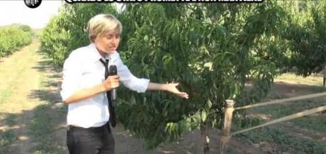 Video. Inchiesta shock de “Le Iene”: Ancora allarme cibo avvelenato dalla Terra dei Fuochi Iene Nadia Toffa