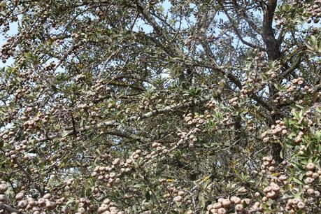 Un esemplare di pyrus amygdaliformis rinvenuto nella campagna di Gallipoli (Lecce)