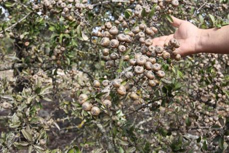 Un esemplare di pyrus amygdaliformis rinvenuto nella campagna di Gallipoli (Lecce)