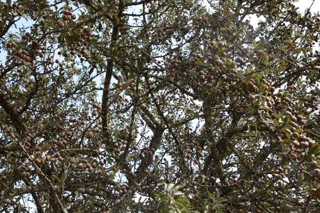 Un esemplare di pyrus amygdaliformis rinvenuto nella campagna di Gallipoli (Lecce)