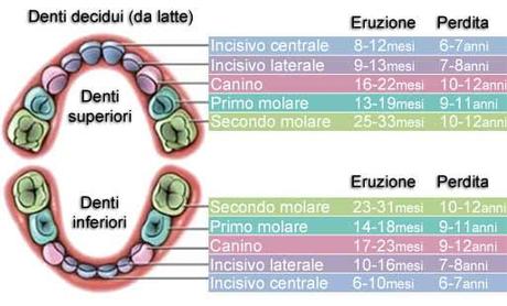 Schema della dentizione schema dentizione