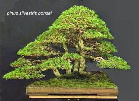 Elenco dei post sui bonsai