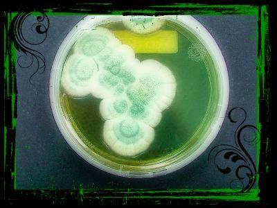 28 Settembre: Penicillin 28 Settembre: Penicillin