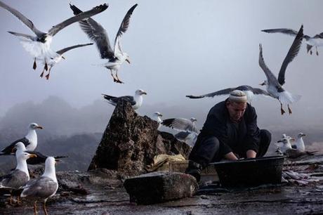 Man and Seagulls 579px