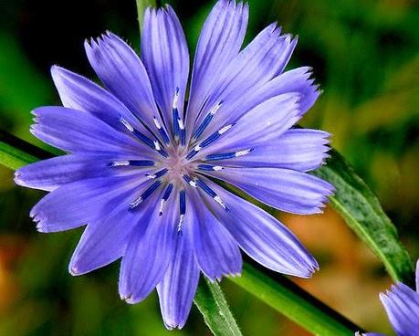 Chicory, il fiore di Bach per gli iperprotettivi