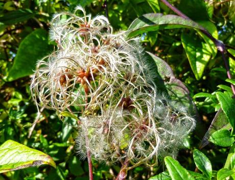 Clematis, il fiore di Bach per la concentrazione, il sonno e l'ansia | Salute