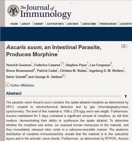 Il parassita intestinale Ascaris suum produce morfina
