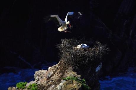 Stork Building a Nest 579px