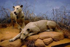 I mangiatori di uomini: i due leoni di Tsavo in Kenya e lo squalo del New Jersey
