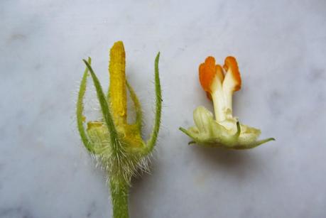 L'inarrestabile fioritura delle zucche