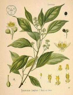 cinnamomum camphora