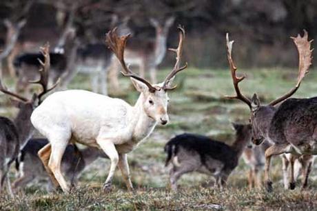 Animali bianchi e albini