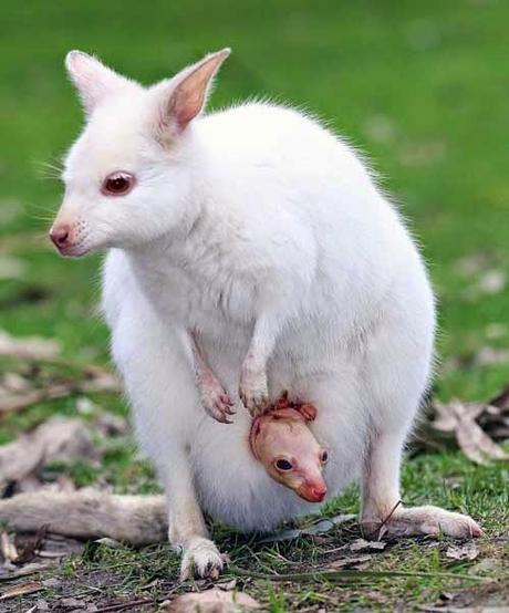 Animali bianchi e albini