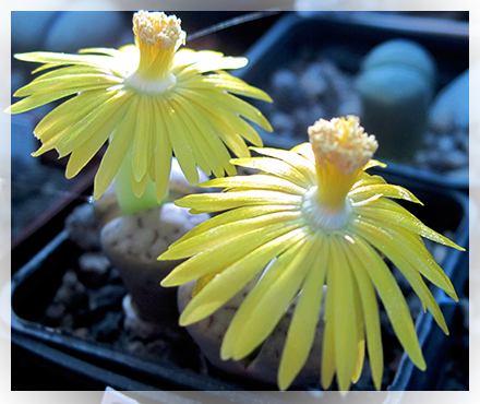 Le Lithops sono piante molto facili da coltivare e non richiedono cure particolari. Nelle regioni a clima temperato o freddo non possono essere coltivate all'aperto in quanto piante tipicamente da zone desertiche quindi con alte temperature e scarsa umidità.  In considerazione del fatto che le specie di Lithops sono tante e gli aerali di vita sono molto vasti, non è facile dare delle indicazioni generali su come coltivarle ma possiamo dare delle linee guida che poi saranno da voi adattate in base a come le vedrete crescere e svilupparsi.  Per prima cosa c'è da dire che le Lithops non hanno problemi di temperature massime mentre sono piante più sensibili alle minime che non dovrebbero scendere al di sotto dei 5°C.  Amano la luce, soprattutto il sole diretto in quanto se non lo ricevono per almeno 4-5 ore al giorno, tendono a sfilare, vale a dire ad allungarsi, perdendo la loro forma compatta in quanto vanno 