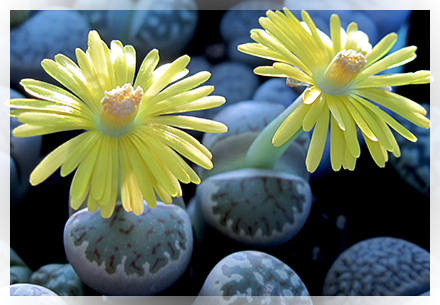 Nella tarda primavera e all'inizio dell'estate  la pianta di Lithops inizia ad andare in riposo vegetativo (periodo in cui nei loro luoghi di origine inizia il caldo intenso e le piogge sono scarse o assenti) e per sopravvivere utilizza l'acqua immagazzinata nei tessuti delle foglie. In questo periodo occorre ridurre sensibilmente le annaffiature.   Durante l'estate la pianta entra in un vero e proprio riposo e pertanto sospende tutte le attività quindi non va annaffiata. Solo se vediamo che raggrinzisce troppo, diamone un pochino, ma proprio poco, senza che l'acqua vada in profondità nel terreno.  Verso agosto - settembre  la pianta riprende vita e ce ne accorgiamo in quanto la fessura tra le due foglie diventa più evidente, 