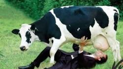 La mucca non da latte