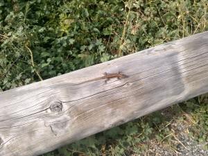 Gole del Verdon: viaggio in moto nella Francia delle meraviglie verdon-francia-2