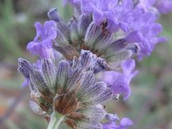 Dettaglio fiori lavanda angustifolia