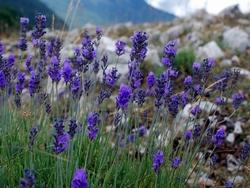 Lavanda angustifolia