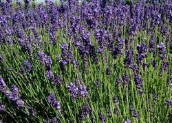 Cespugli di lavanda angustifolia