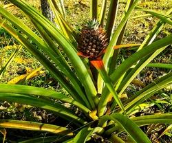 Pianta di ananas con frutto