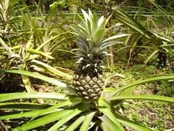 Pianta di ananas