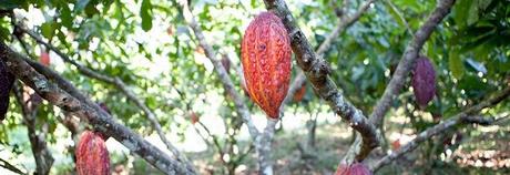 albero del cacao