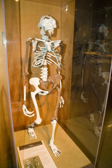 Australopithecus afarensis - Storie di Scienza di Giovanni Boaga