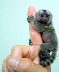 marmoset